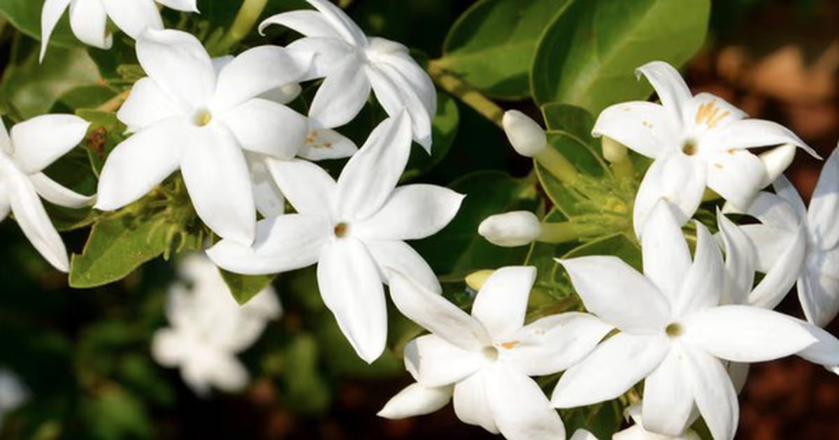 Loại cây giúp khu vườn thơm ngát suốt hè: Ai cũng nên trồng vì quá dễ chăm!