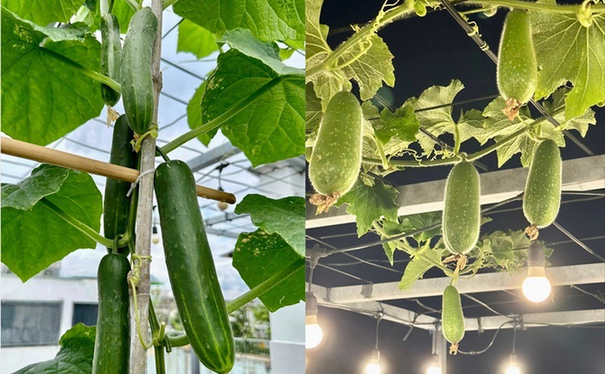 Vợ chồng ở TP.HCM gây sốt với khu vườn trên sân thượng, vừa có rau sạch ăn, vừa là nơi "hâm nóng" tình cảm cực lãng mạn