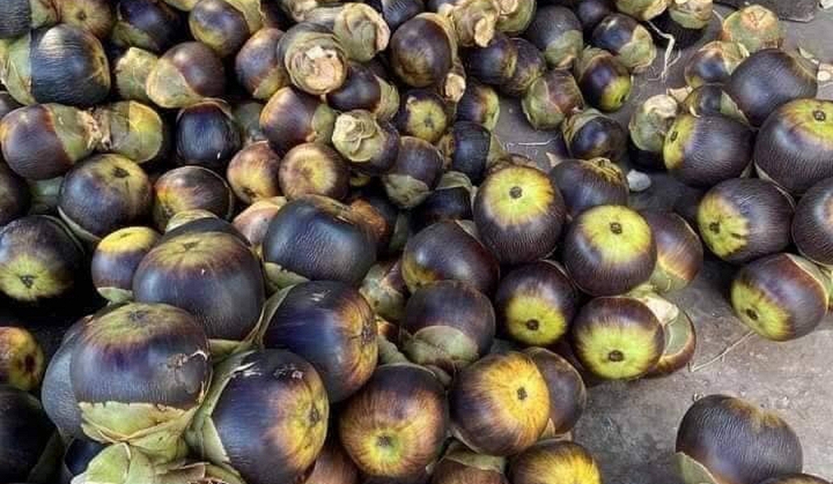 5 loại trái cây đặc sản miền Tây, cả nước hiếm nơi tìm thấy