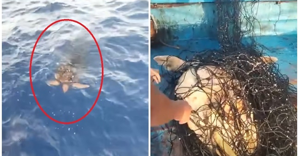 Rùa mắc lưới bơi đến thuyền cầu cứu, clip hút hơn 16 triệu lượt xem: Người quay tiết lộ thông tin