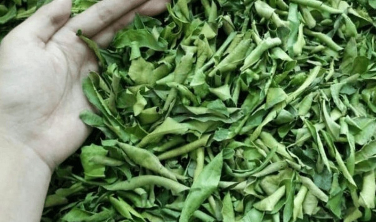 Lá của cây này đem phơi khô quý như "nhân sâm của người nghèo", đừng bỏ phí