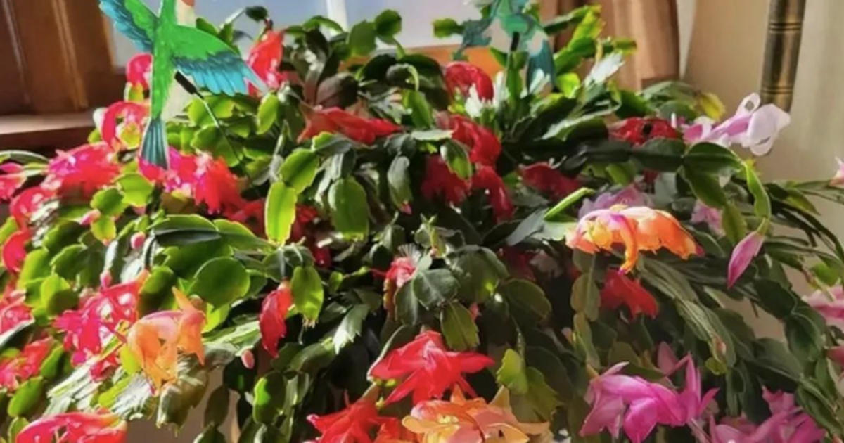 5 loài cây sống lâu hơn cả người, càng già càng lộ ra sự quý giá, bảo vệ gia đình, giữ lộc 3 đời con cháu