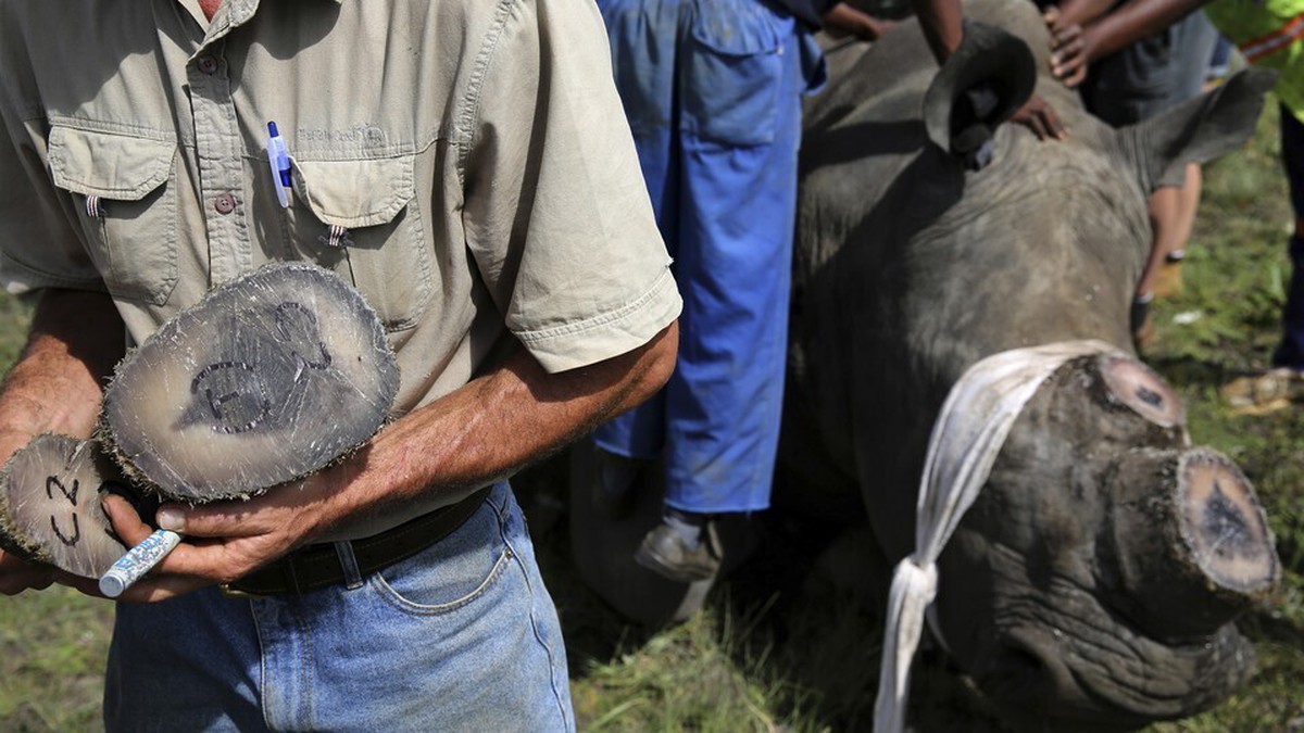 Chu Đăng Khoa bị bắt ở Nam Phi vì buôn lậu sừng tê giác: Bộ Ngoại giao lên tiếng