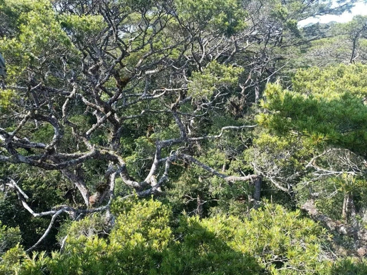 "Kho báu sống" quý hiếm cả thế giới chỉ Việt Nam có: Sống được nghìn năm nhưng đang bên bờ tuyệt chủng
