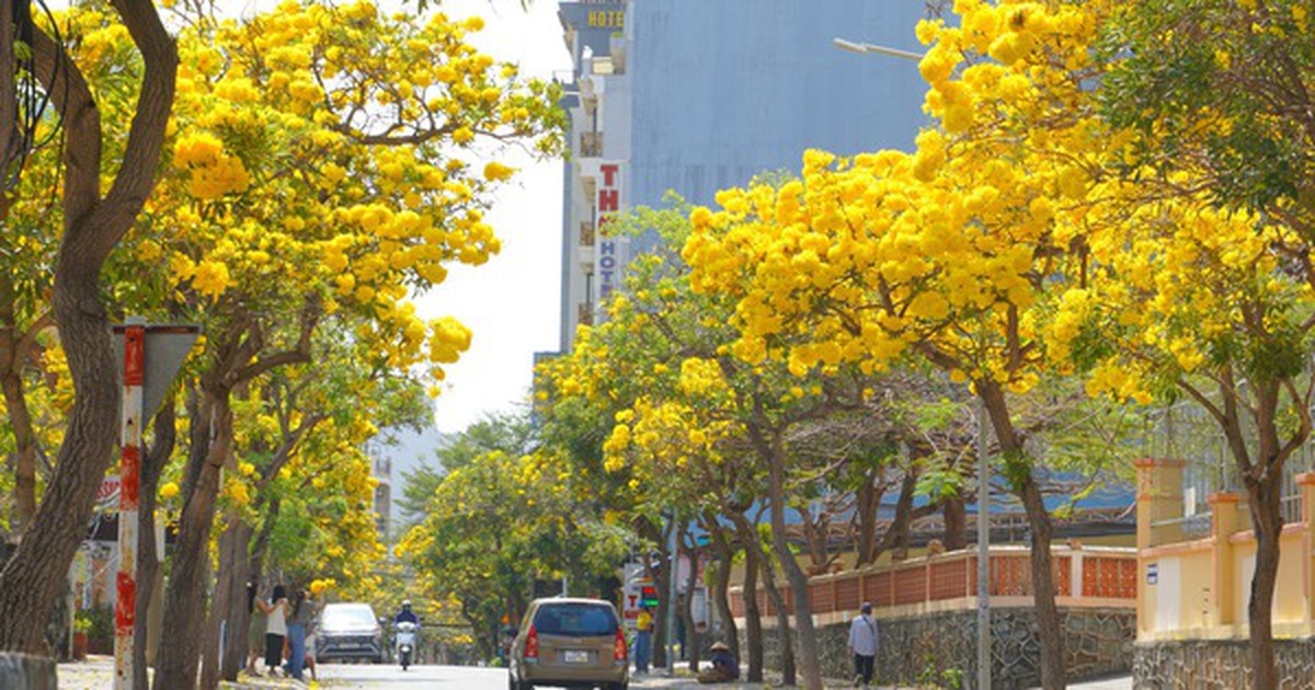 Hoa phong linh "nhuộm vàng" Vũng Tàu, du khách rộn ràng check-in