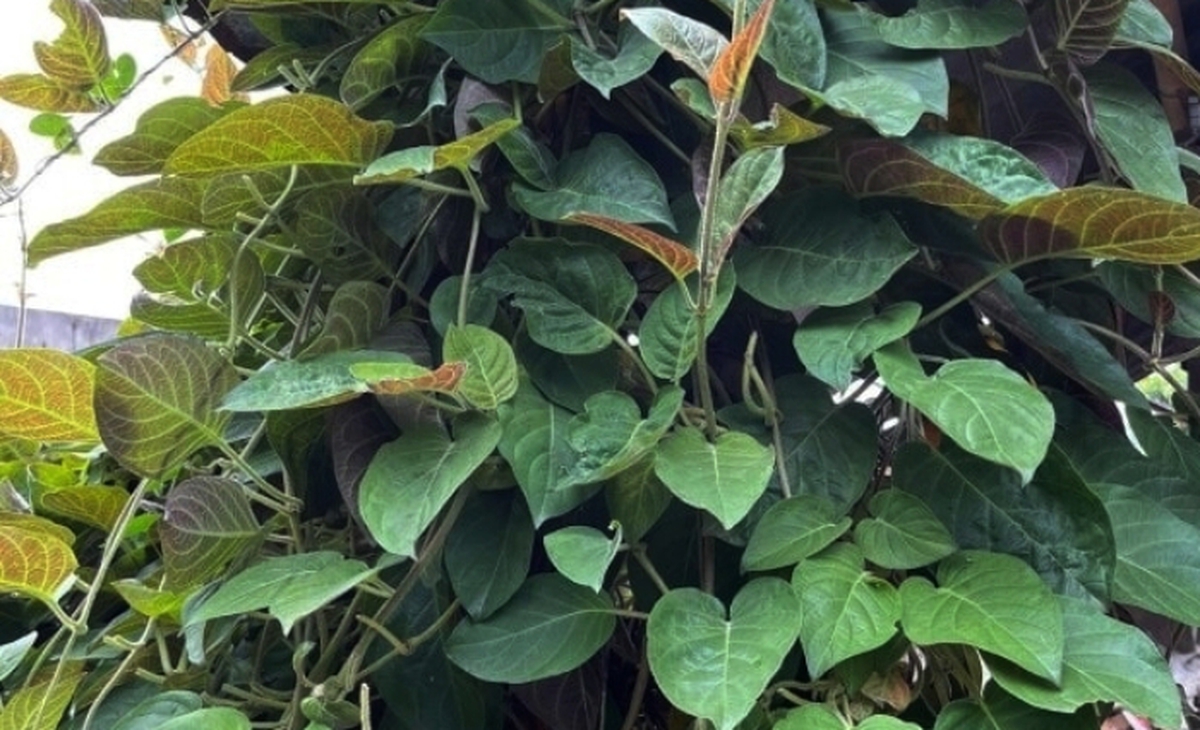 Loại lá mọc dại khắp nơi, được xem là ‘bảo bối’ cho hệ tiêu hóa