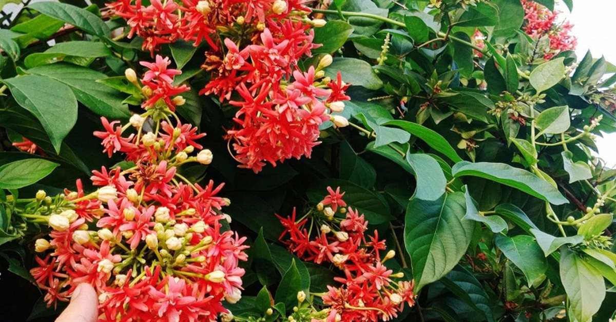 Top 10 loài hoa thơm bậc nhất thế giới, số 1 được trồng khắp Việt Nam