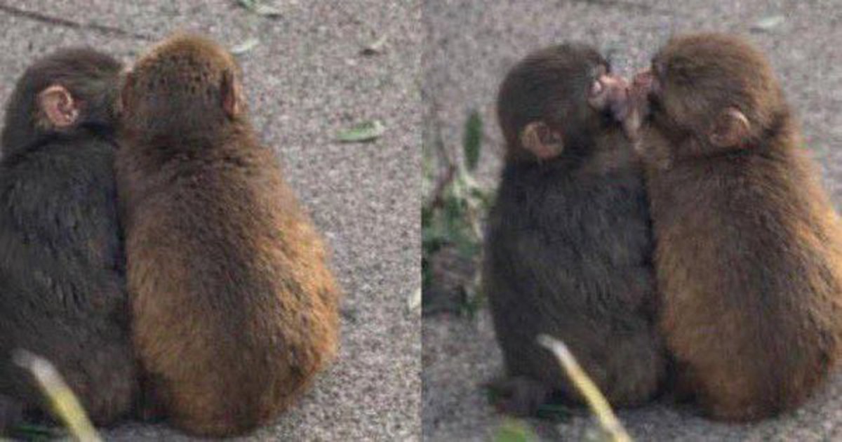 Đừng bao giờ tuyệt vọng: "Chú khỉ cô độc nhất thế giới" Punch vừa có bạn gái!