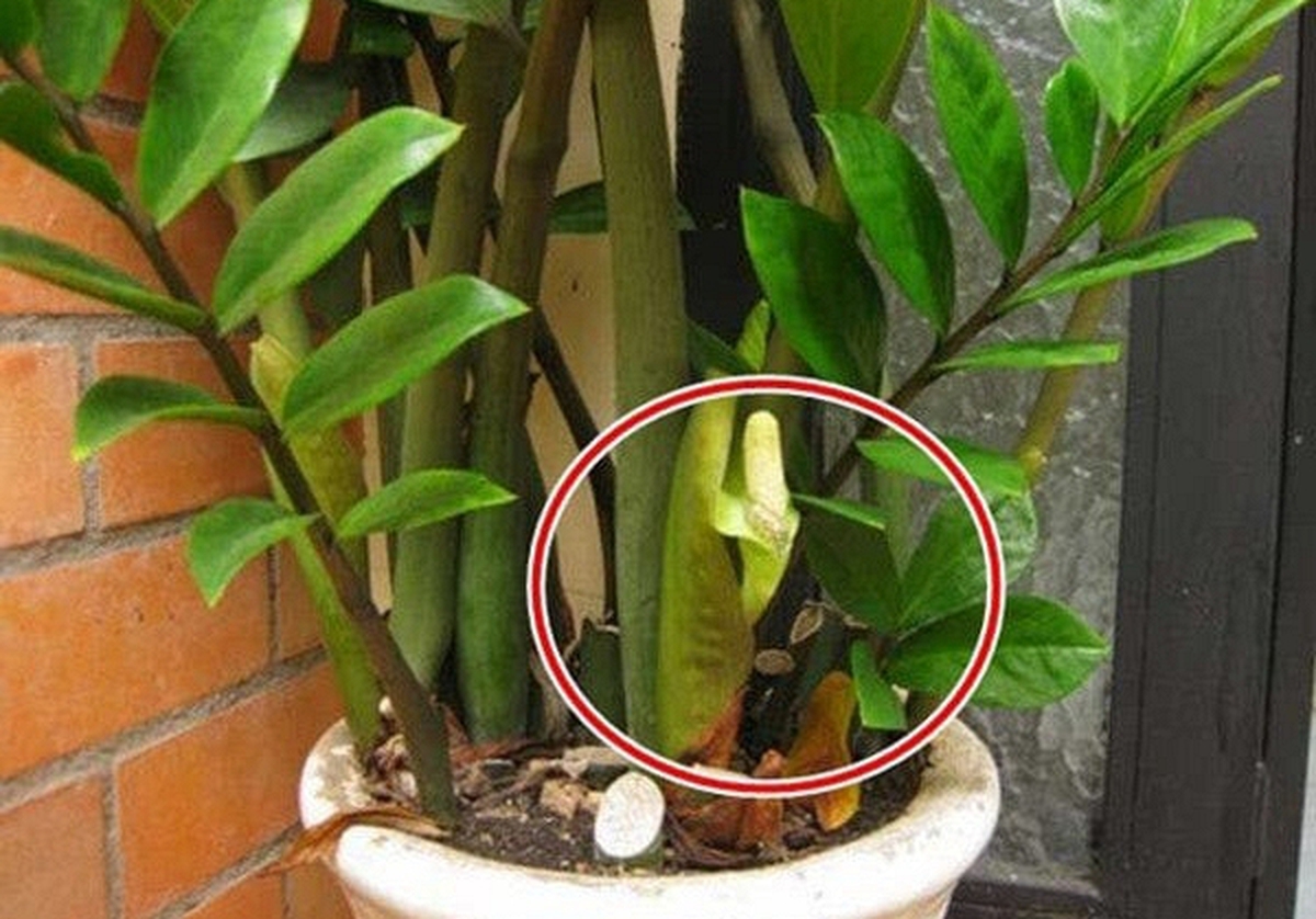 5 niềm vui, 4 nỗi lo khi trồng kim tiền trong nhà