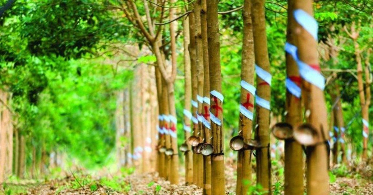 Một doanh nghiệp đặt mục tiêu lợi nhuận năm 2026 tăng hơn 150% so với năm trước nhờ khoản tiền đền bù từ công ty thành viên của THACO