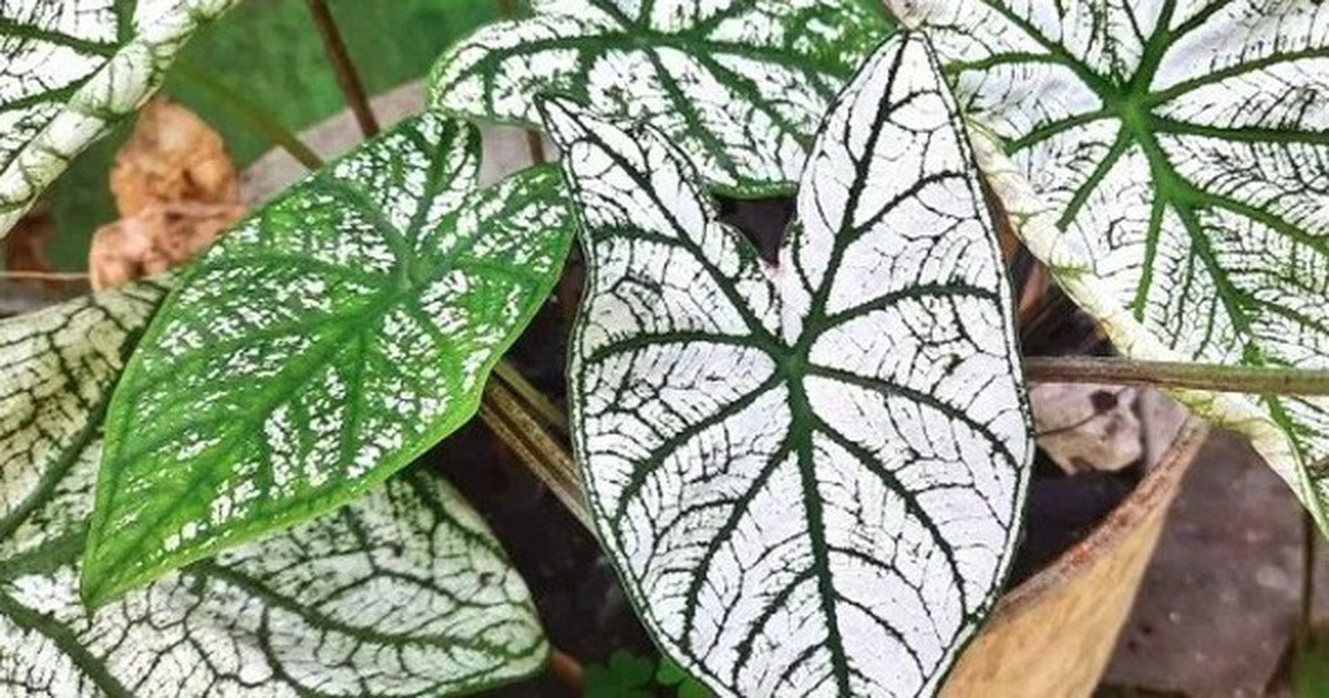 3 loại cây người trên 40 tuổi không nên trồng