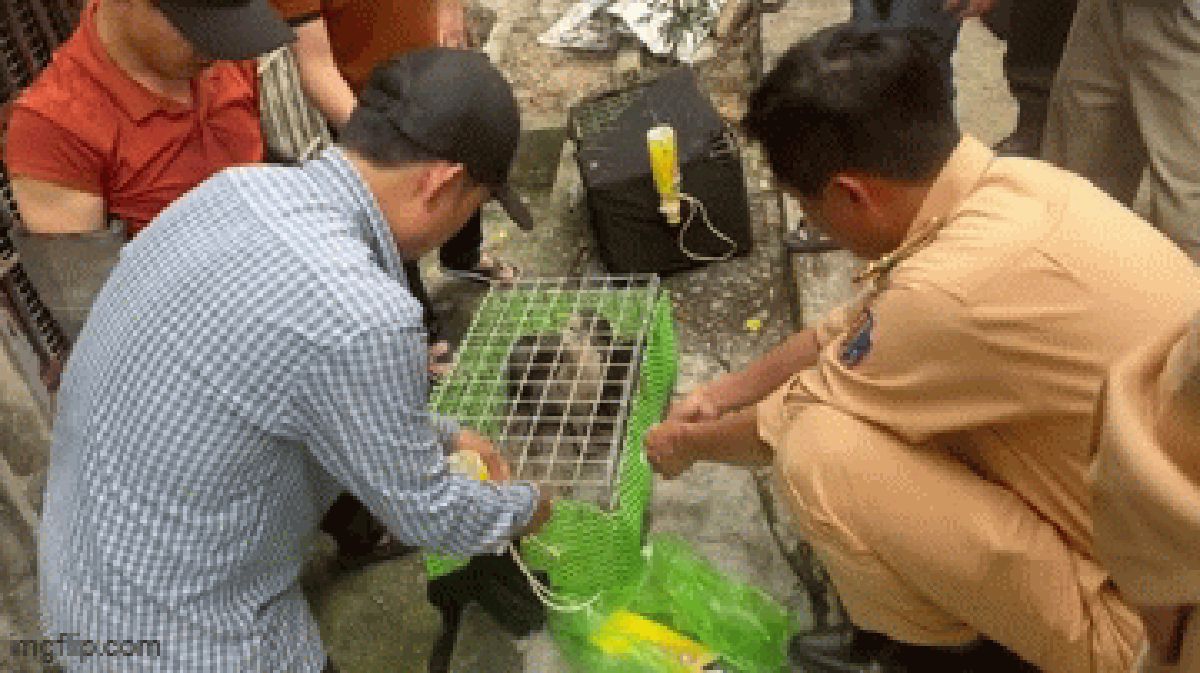 Phát hiện 32 lồng sắt bên trong khoang hàng xe khách, sự thật bên trong khiến nhiều người sửng sốt