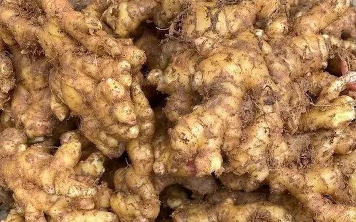 Tác dụng của gừng trong chăm sóc và nuôi dưỡng mái tóc