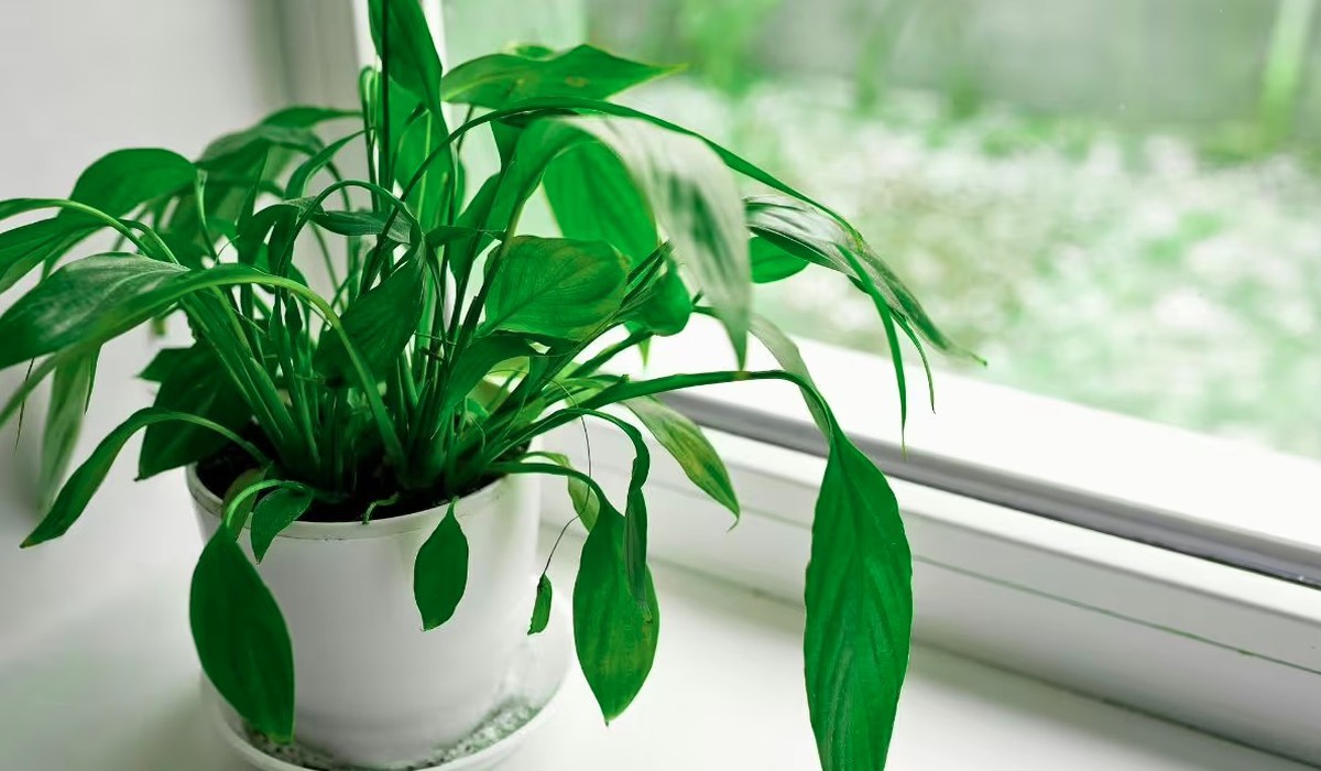 4 loại cây rất hợp cho người trên 40 tuổi: Trồng trong nhà hay ngoài sân đều có lợi