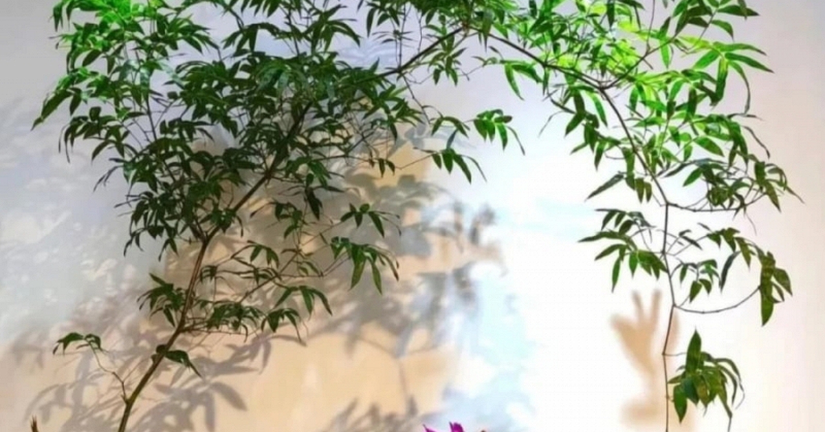 Muốn phòng khách lên level thượng lưu, tôi khuyên bạn ĐỪNG TRỒNG HOA: 8 cây xanh này mới là "thần" chiêu tài hút lộc, siêu khí chất