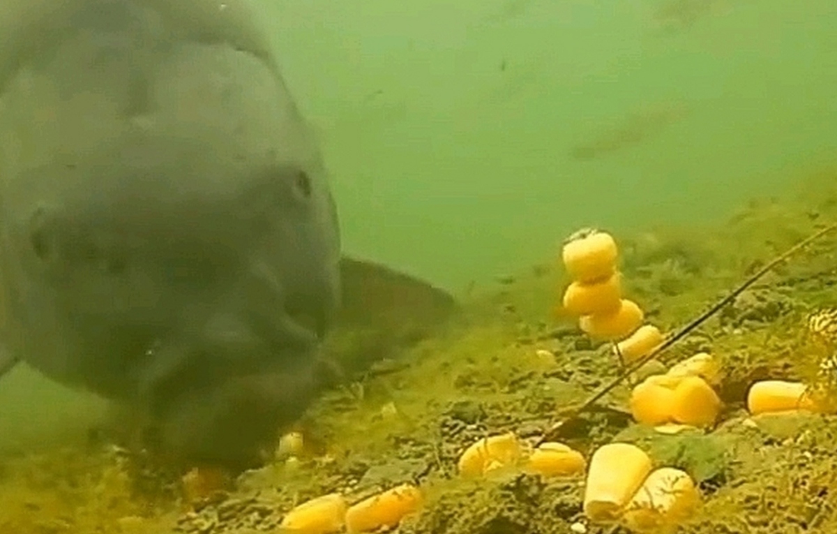 Cá chưa bao giờ lên bờ, làm sao chúng biết hạt ngô có thể ăn được?