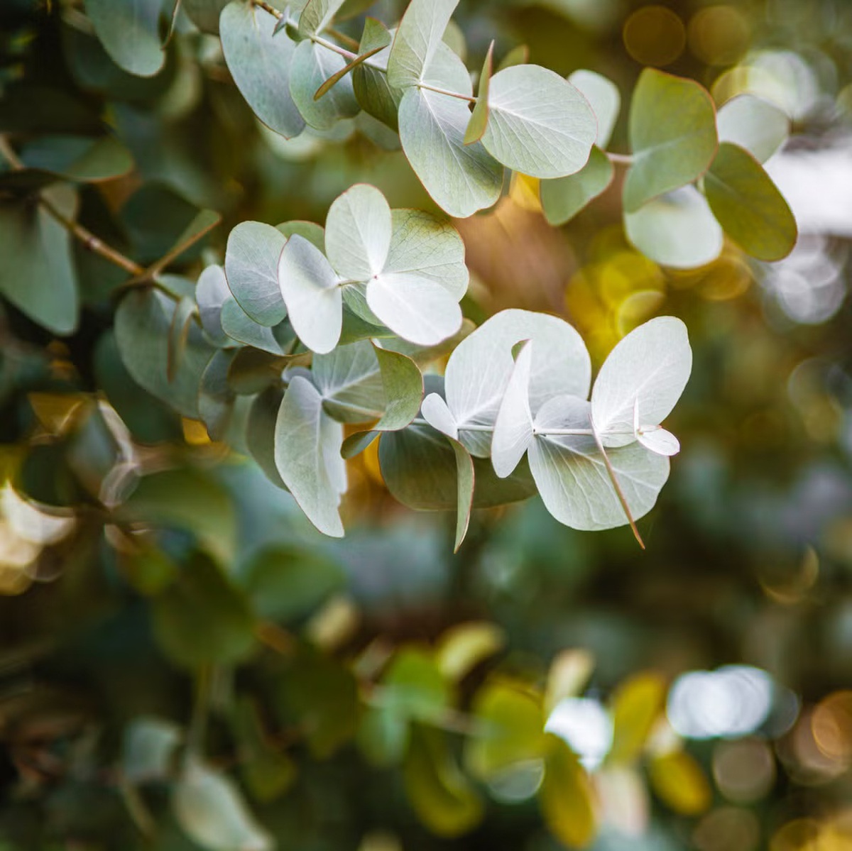 9 loại cây đuổi muỗi nên trồng ngay trong nhà vào mùa hè này