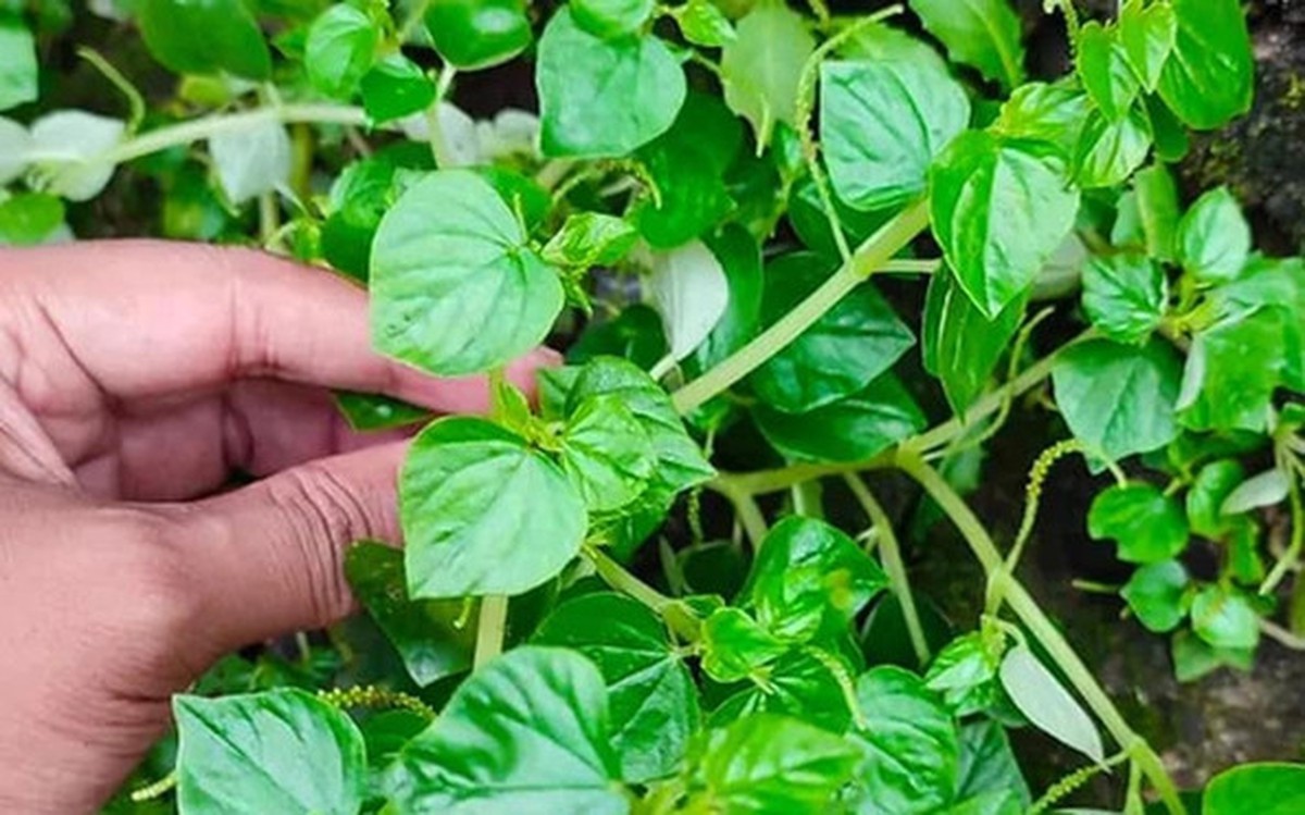 Cây rau dại mọc hoang nay thành đặc sản, được ví như “thảo dược quý” tốt ngang nhân sâm, có thời điểm giá đắt hơn thịt