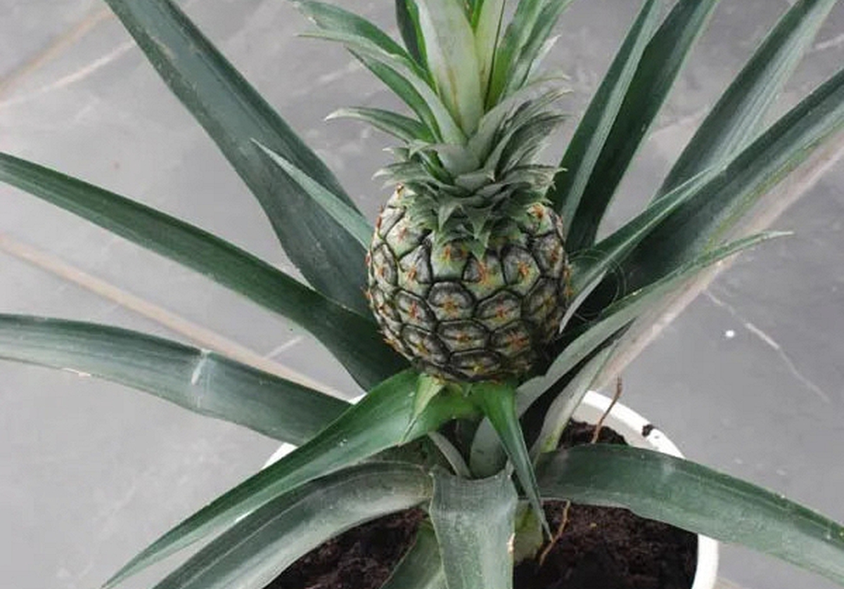 Loại quả được mệnh danh là "vua dưỡng thận" cực tốt cho sức khỏe, giá rẻ bán đầy chợ Việt, cầm từ 15.000 đồng là mua được