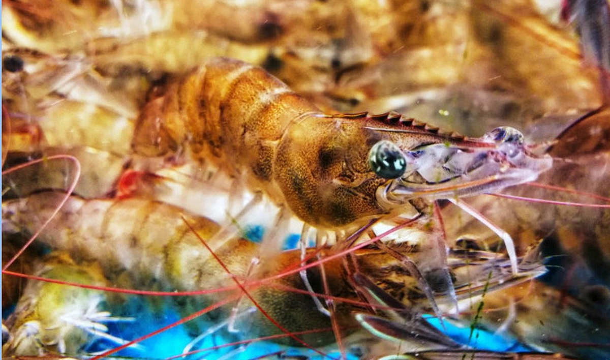 Khi mua tôm, hãy cố gắng tránh 4 loại này để không mua phải "tôm đã qua xử lý hormone"