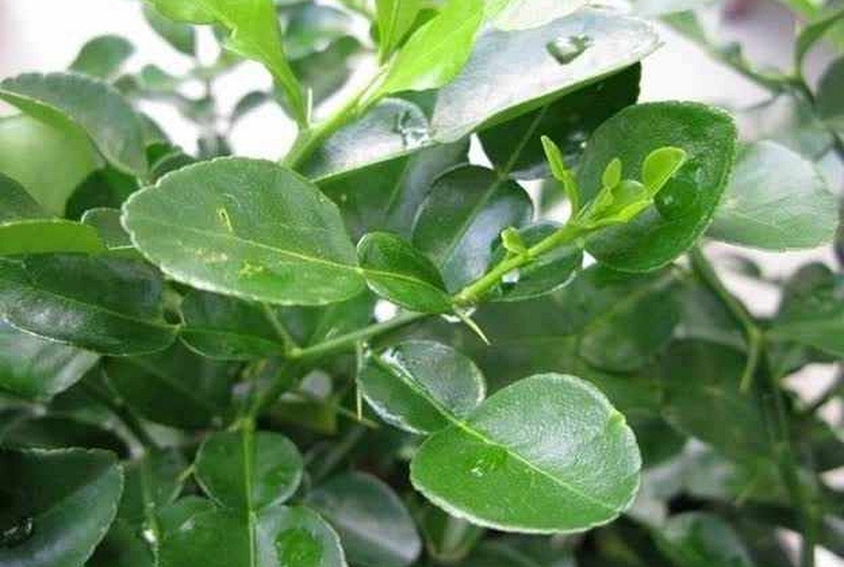 Người Việt có 1 loại lá chống rụng tóc, kích thích mọc tóc con hiệu quả, "đánh bại" nhiều bệnh tật thế nhưng đang bị bỏ phí