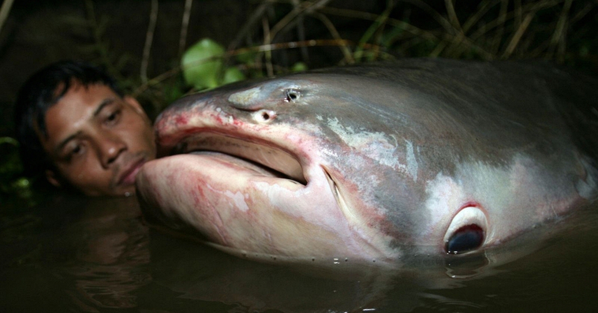 Phát hiện "quái vật" dưới sông, chục người khiêng mới nổi: Dân làng phối hợp vây bắt, cảnh tượng gây sốc