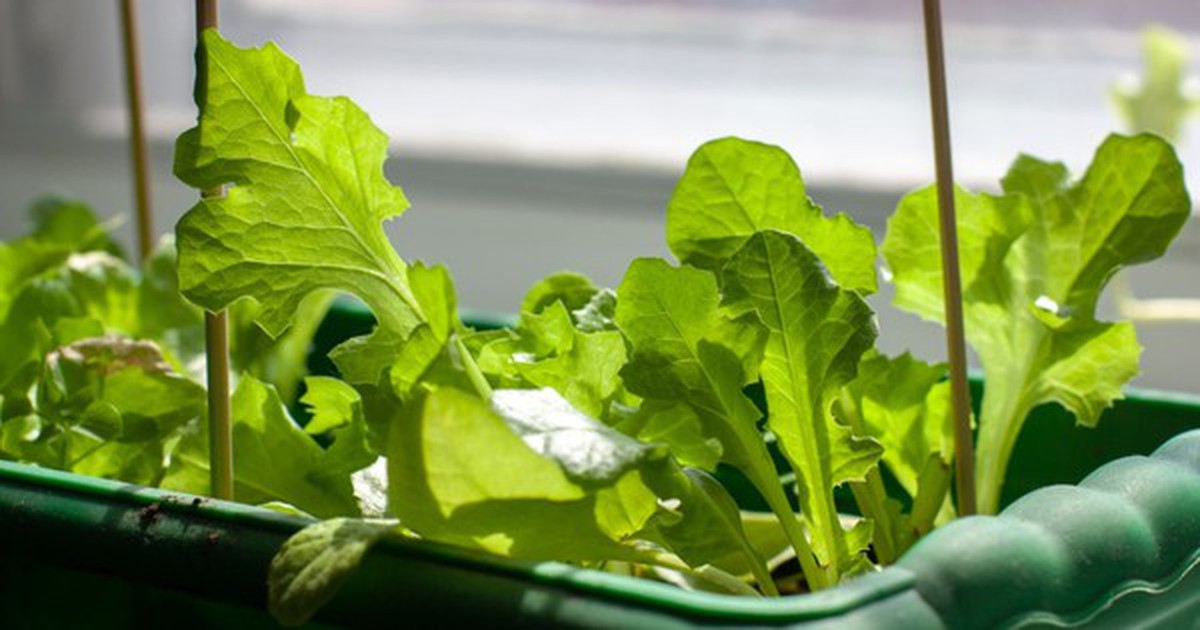 3 loại cây rất hợp với người U50: Biết trồng thì thể chất và tinh thần tốt lên trông thấy