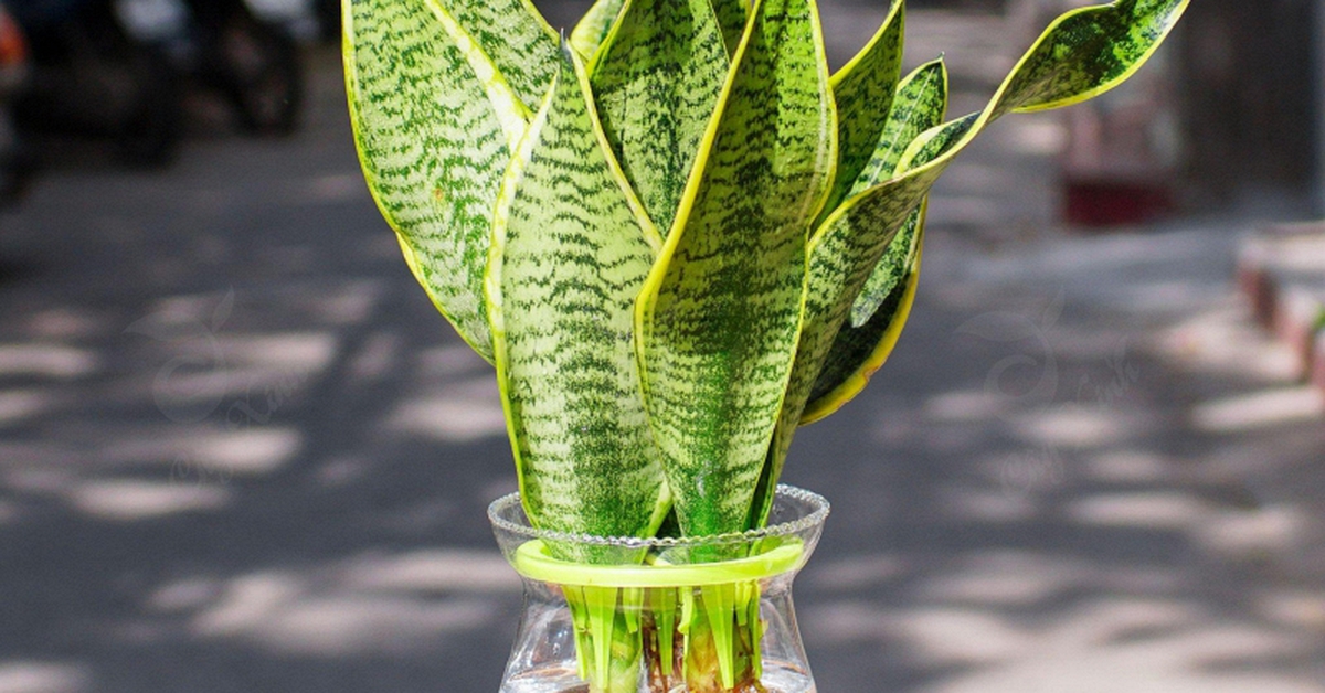 4 cây được mệnh danh là “vua sống sót”, nắng mưa thất thường vẫn chẳng hề hấn, trồng là xanh tốt quanh năm