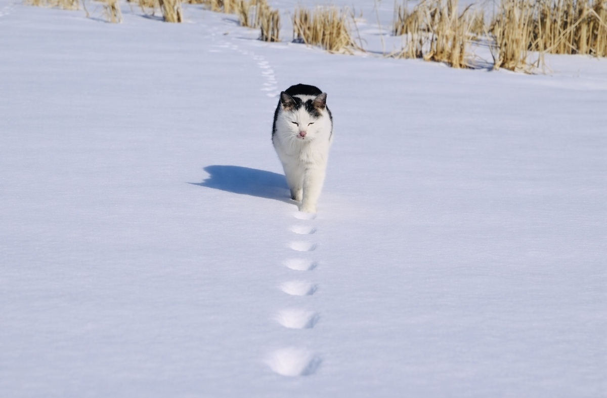 Bức ảnh triệu like khiến dân mạng tranh cãi "nảy lửa": Mèo đi bằng 2 hay 4 chân?