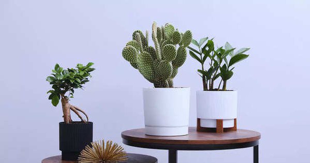 7 loại cây không bao giờ nên đặt gần cửa chính