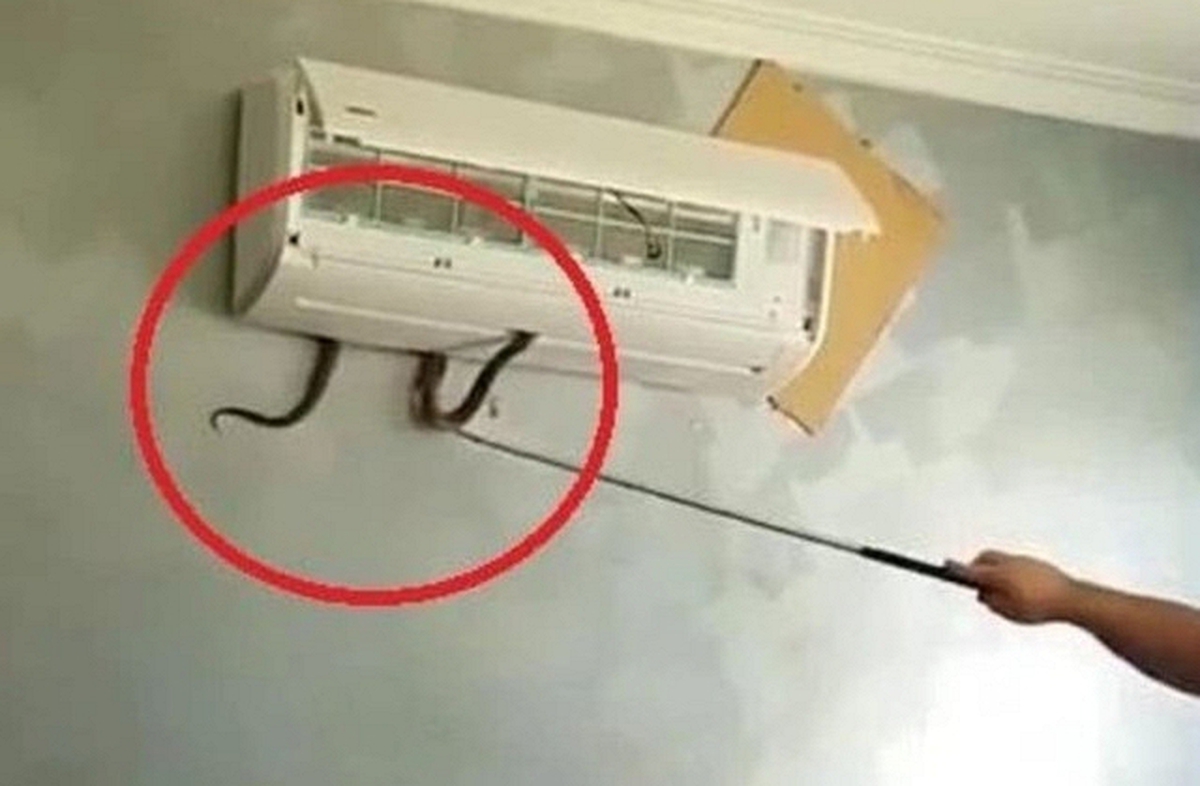 4 nơi rắn dễ bò vào nhất trong nhà, nhiều người không để ý