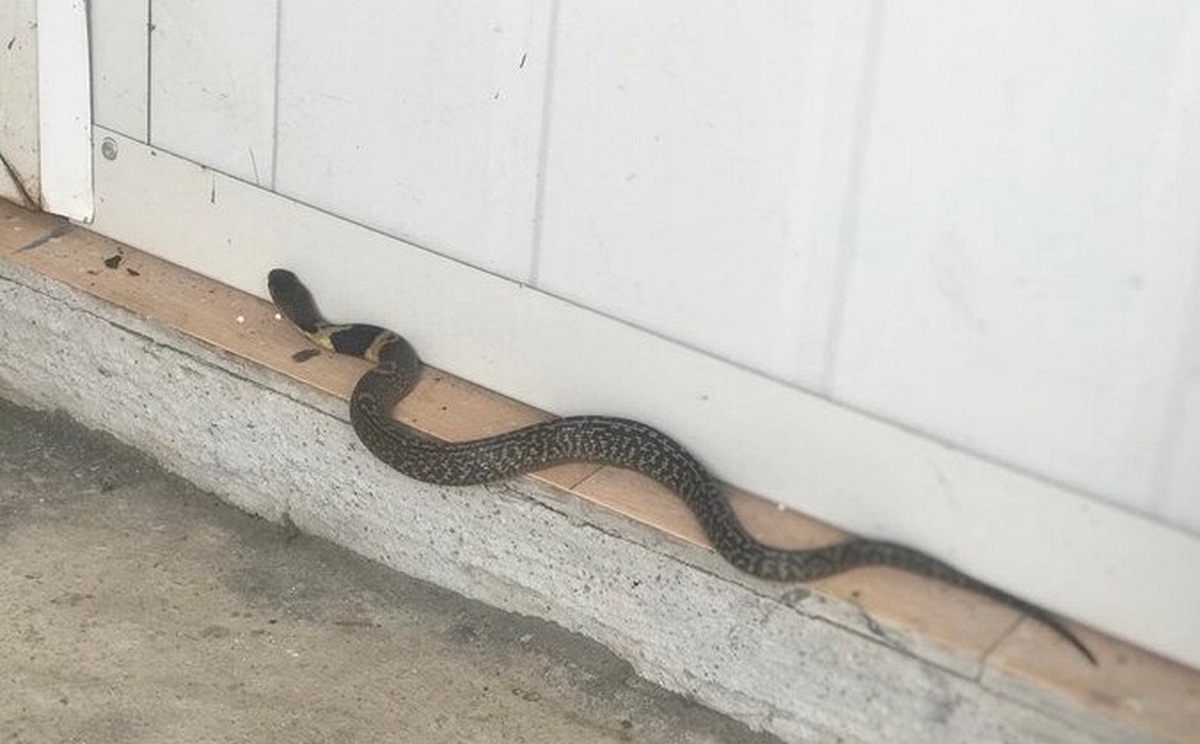 Rắn bò vào dù nhà sạch bong kin kít: 6 nguyên nhân không phải ai cũng biết
