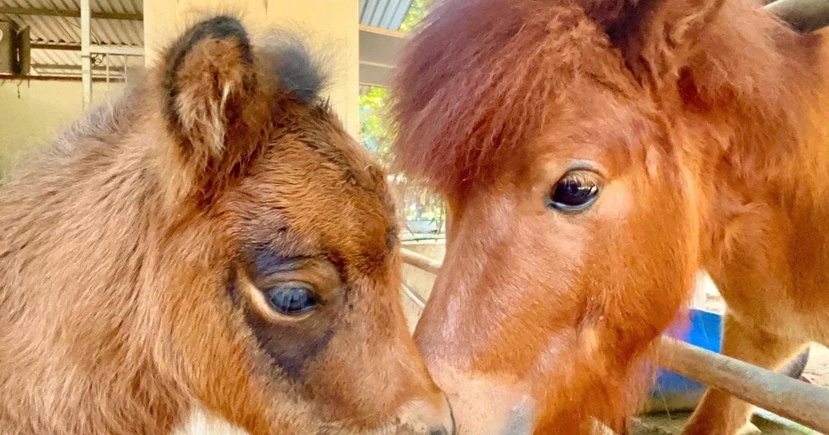 Bé ngựa lùn siêu đáng yêu "đốn tim" du khách ở Thảo Cầm Viên