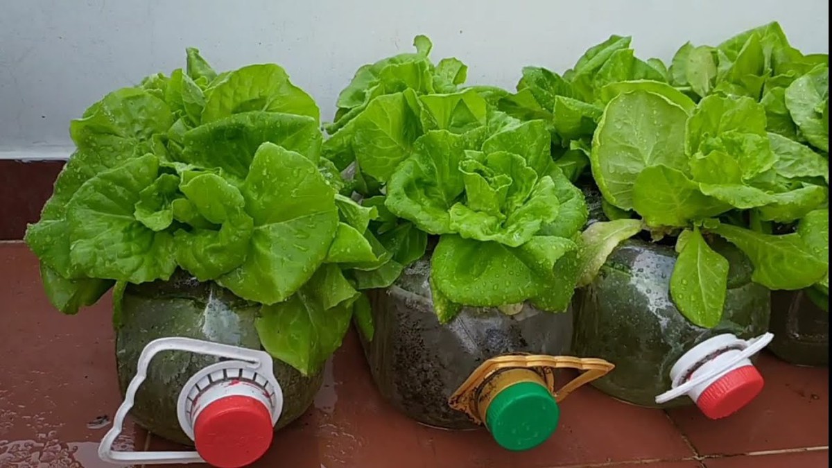 3 loại rau “quốc dân” trồng tại nhà không cần đất