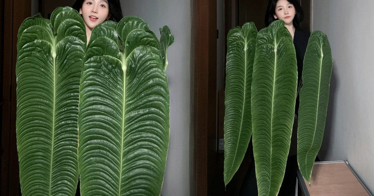 Không phải trầu bà hay kim tiền, đây mới là "vị vua" của góc ban công năm nay: Càng nuôi lá càng to, vân hằn cuồn cuộn đẹp ma mị