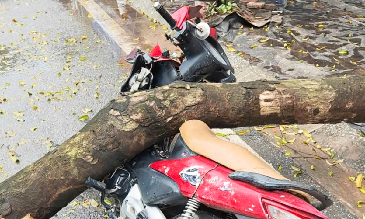 Cây xanh bật gốc đè trúng người đi xe máy ở Hà Nội