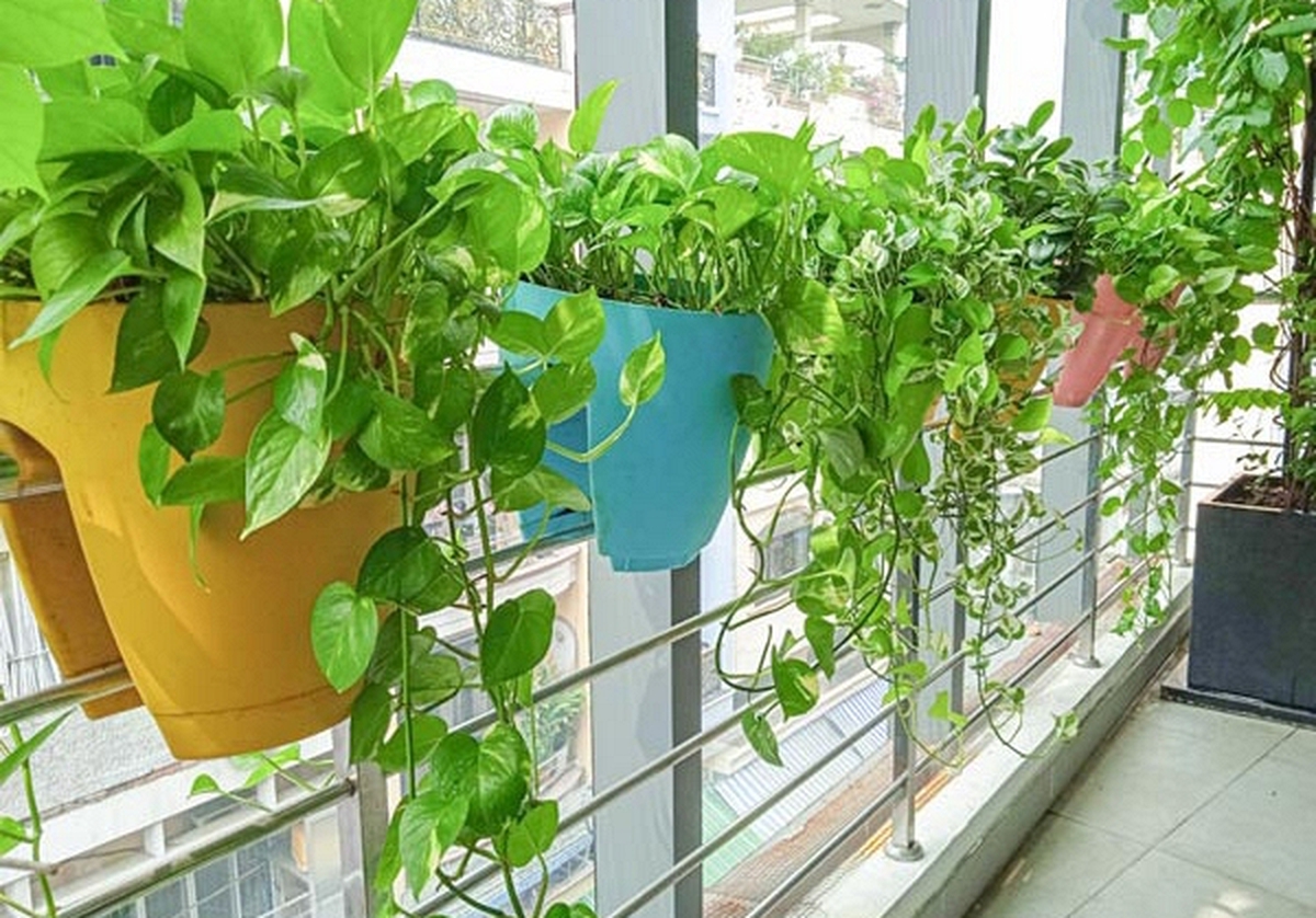 5 loại cây “chân ái” cho ban công: đẹp, dễ trồng, phong thuỷ cực tốt