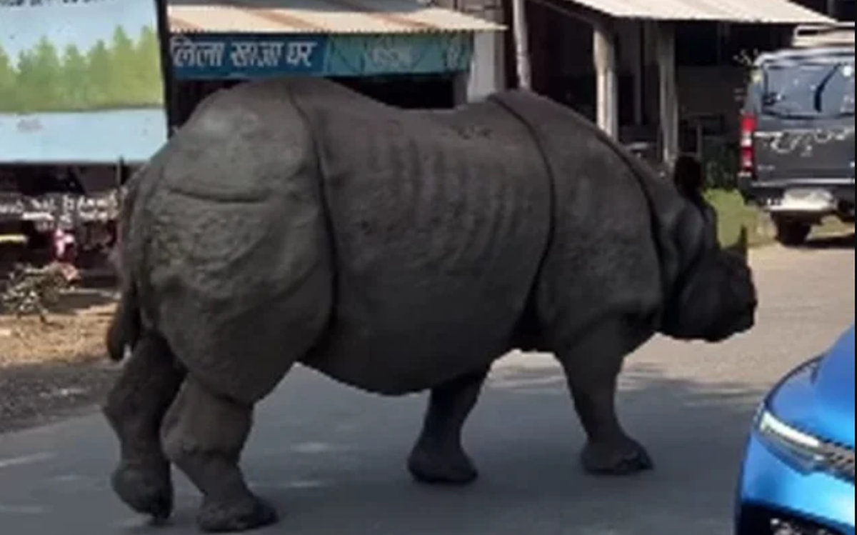 Con thú gần 3 tấn lao tới giữa ban ngày: Du khách lập tức "đứng hình" suýt không kịp phản ứng