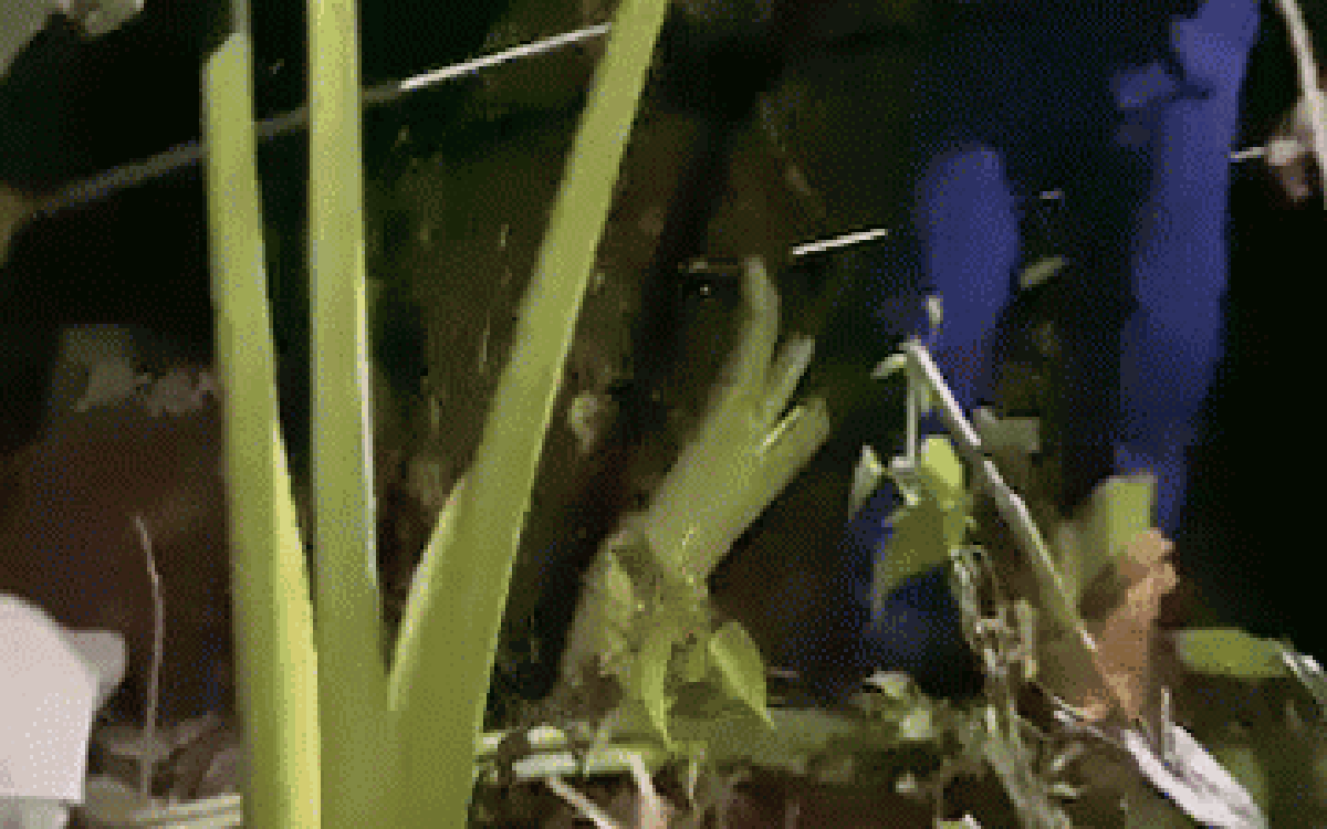 Thấy con trăn lảng vảng trong vườn, người đàn ông chạy đến thì chứng kiến cảnh tượng đáng sợ