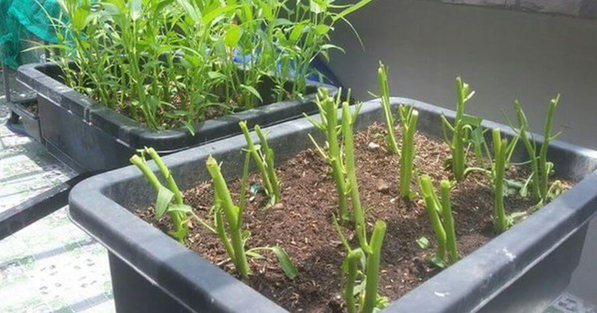 3 loại rau nên trồng ngay bây giờ: Sống khỏe, 20 ngày có rau sạch ăn liền