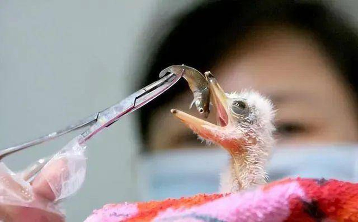 Đi câu cá, người đàn ông bất ngờ đụng độ loài vật hiếm hơn gấu trúc: Cả thế giới chỉ còn 1.000 con