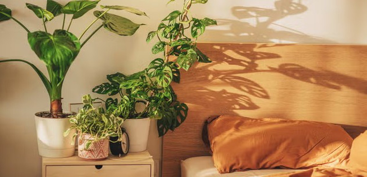 3 loại cây cảnh tuyệt đẹp cần có trong nhà để ngủ ngon, sung sức