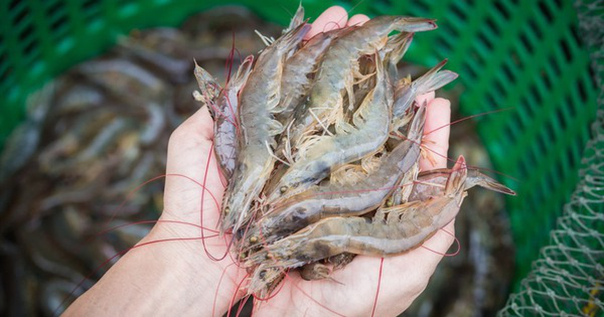 Cao thủ ẩm thực chỉ cách chọn tôm tươi: Chỉ cần nhìn màu và đuôi là biết
