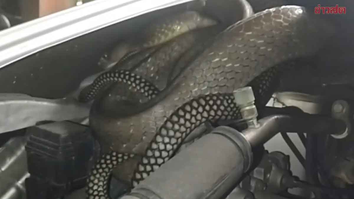 Nghe tiếng động bất thường dưới nắp xe, người đàn ông mở ra rồi kinh hoàng phát hiện "bóng đen" dài 3 mét