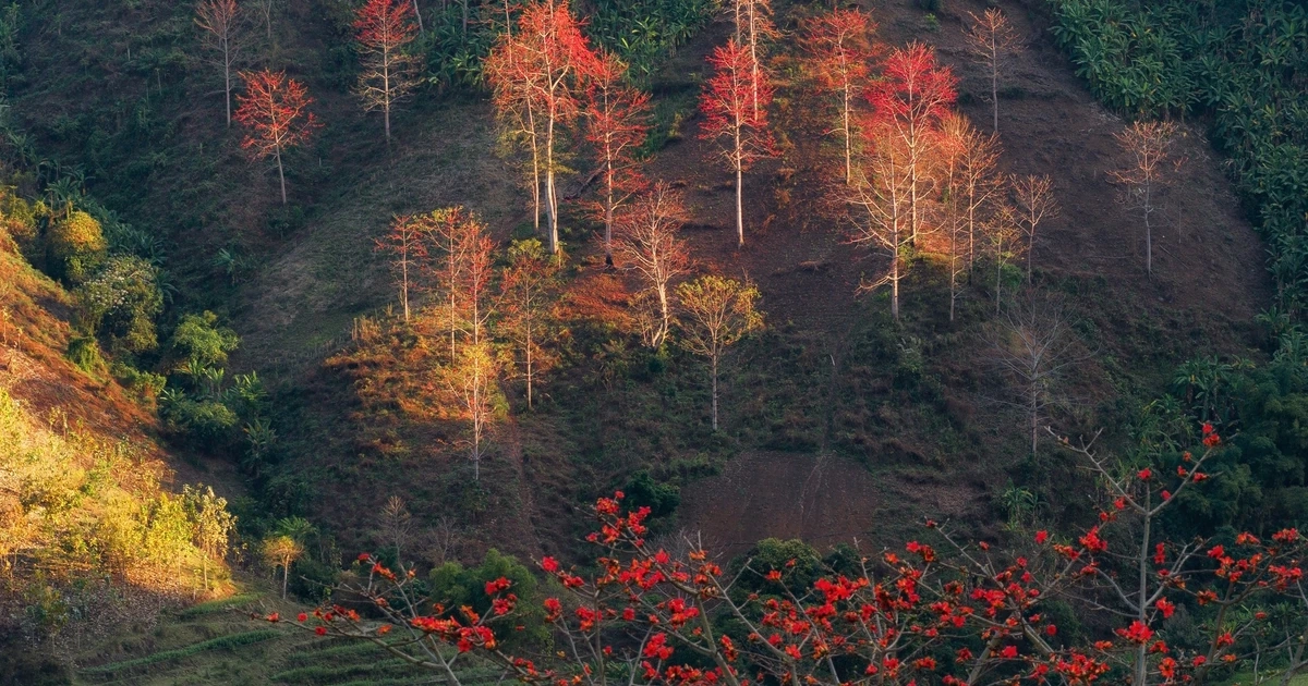 Hoa gạo "thắp lửa" khắp núi rừng Tây Bắc