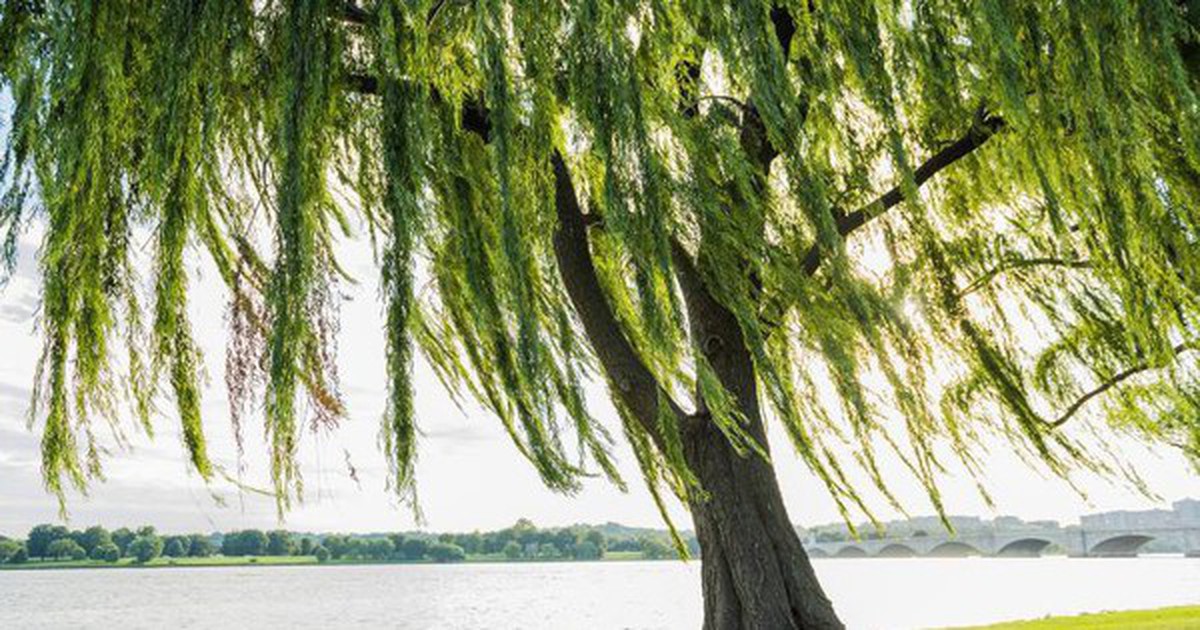 3 loại cây không nên trồng trước cổng nhà