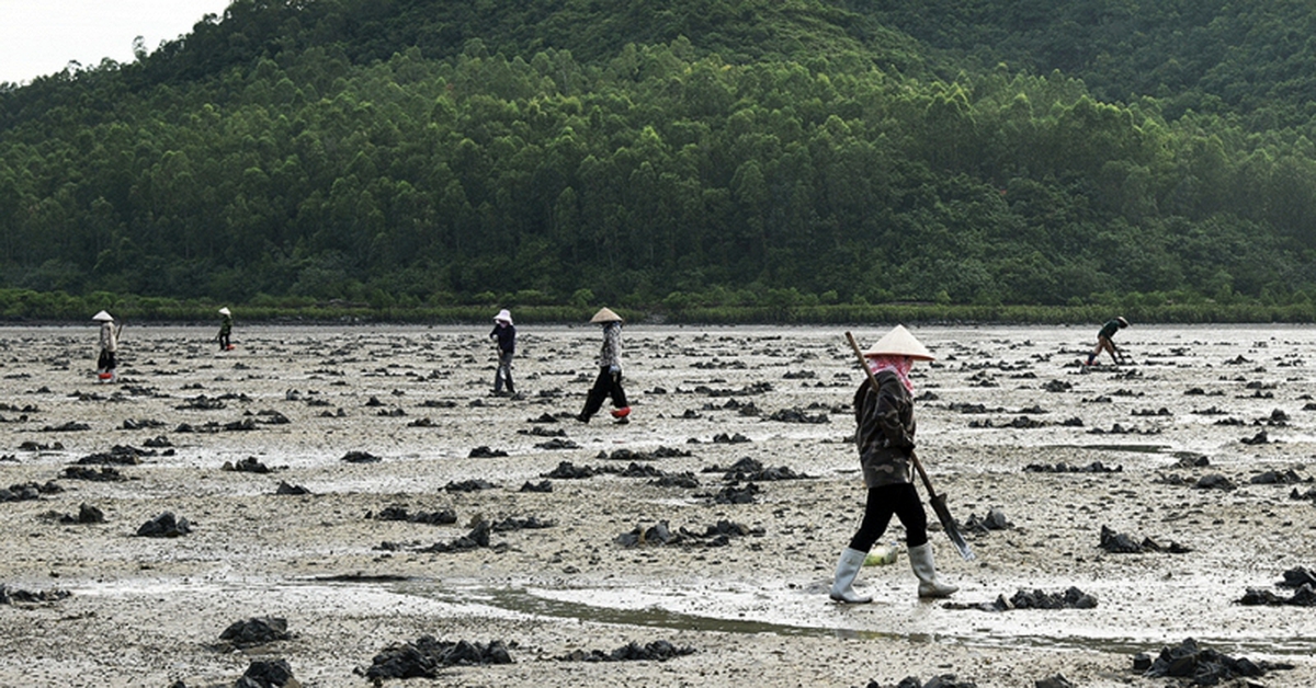Lùng sục “vàng ròng” dưới bùn ở Quảng Ninh có giá 6 triệu/kg được dân địa phương gọi là “vị thần” của các món nước