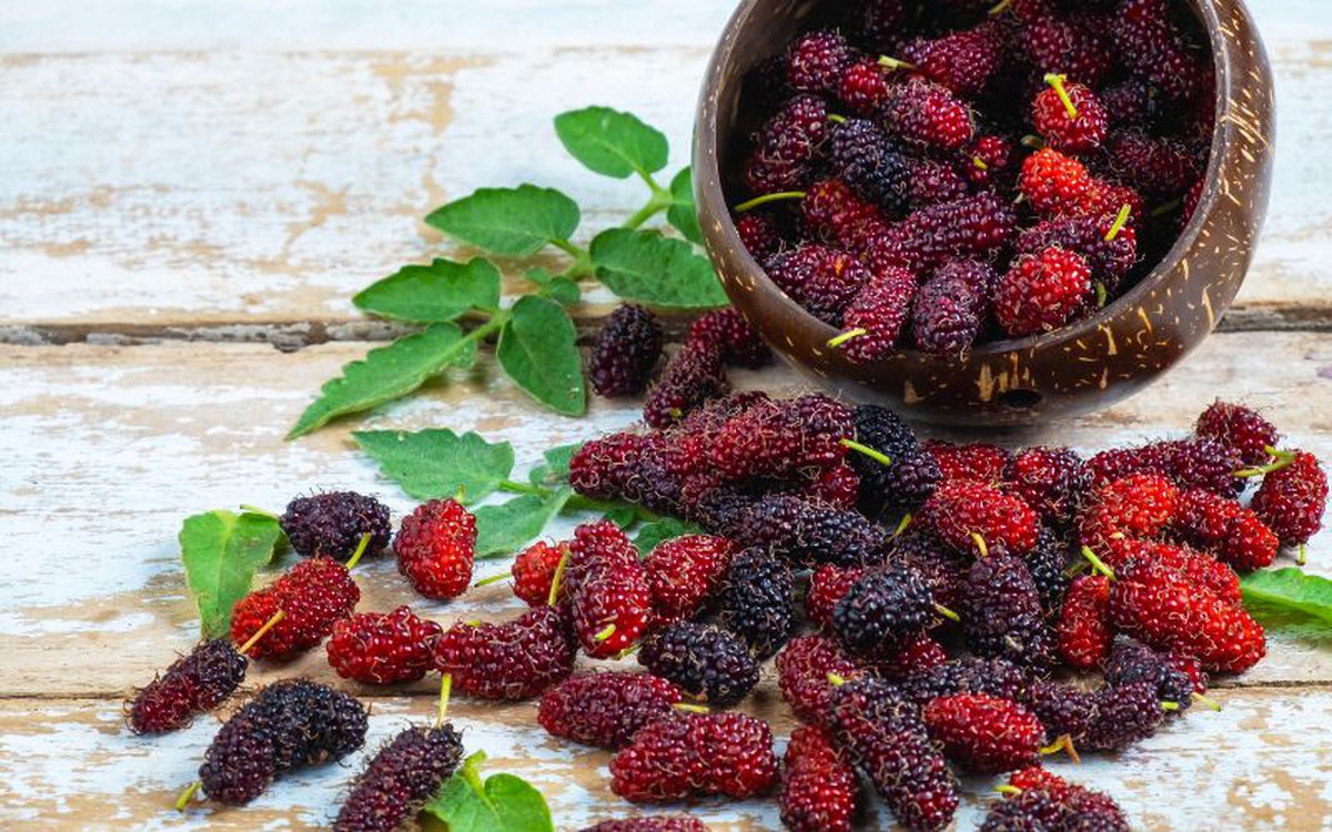 Loại quả mọc dại ở Việt Nam: rẻ hơn 30 lần việt quất nhưng dinh dưỡng lại tương đương