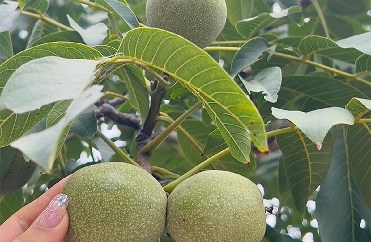 Loại quả thuộc top "tốt nhất thế giới", có ở Việt Nam, trồng một lần thu hoạch nhiều năm, tốt cho sức khoẻ