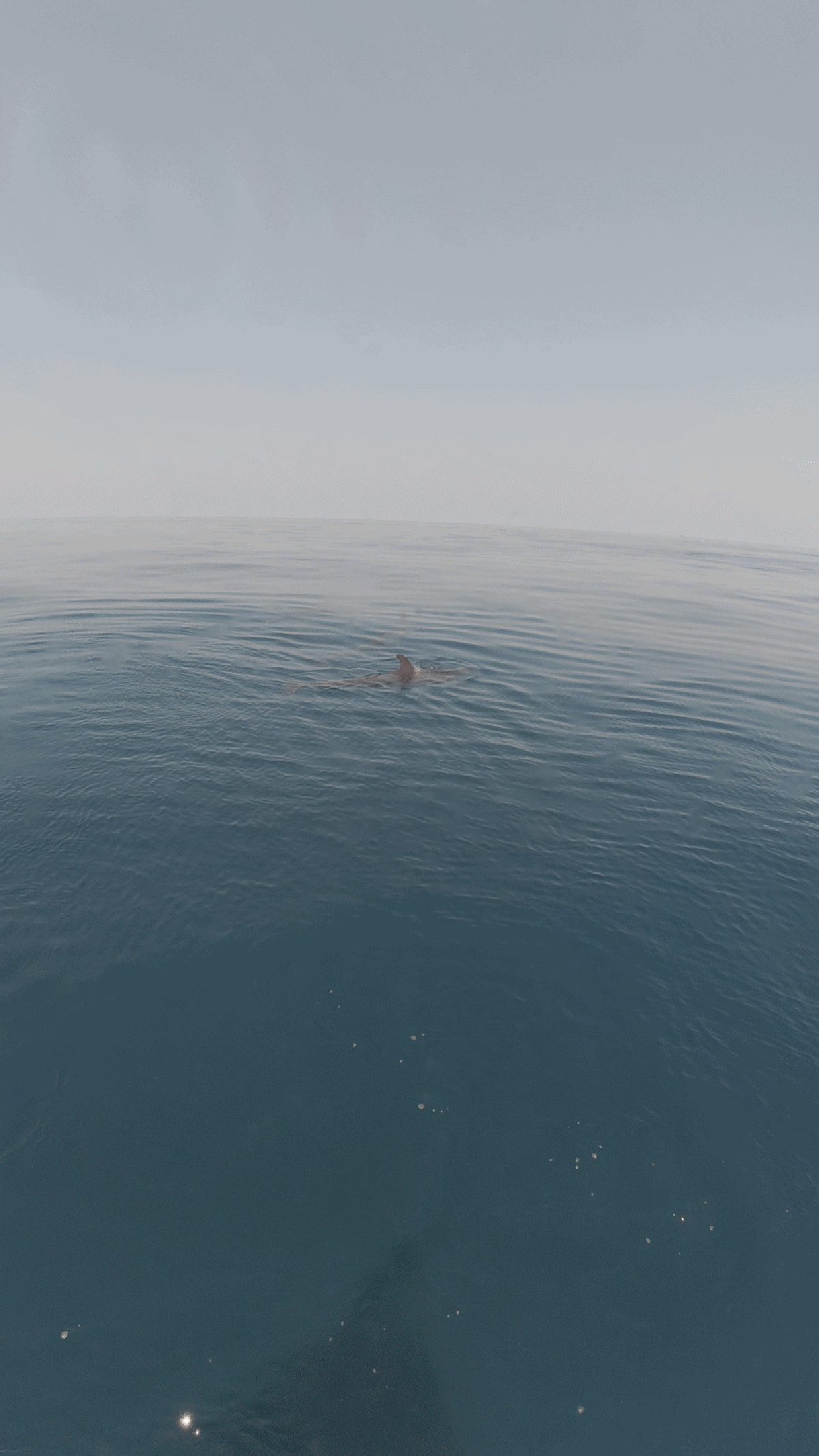 Đàn cá voi 100 con áp sát thuyền du khách tại Phú Quý: Báo hiệu điềm lành, truyền thông Thái Lan khen ngợi hết lời